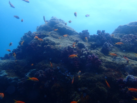e0115199_14331497.jpg