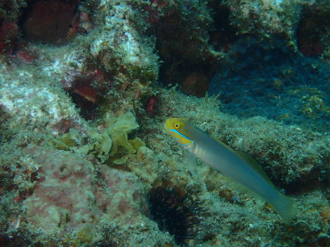 e0115199_14333102.jpg