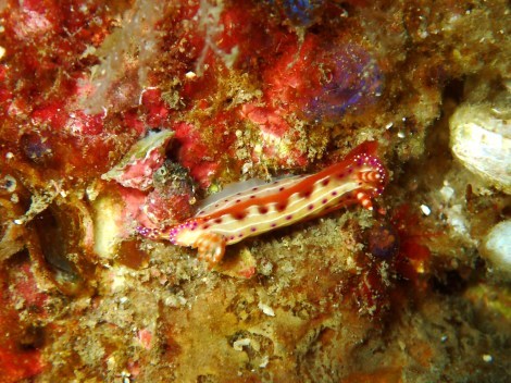 e0115199_14434816.jpg