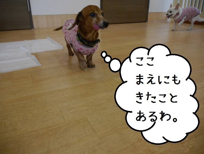 a0332203_23520422.jpg