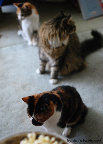 猫たちのポップコーン・パーティ_b0253205_04055038.jpg