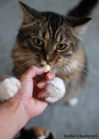 猫たちのポップコーン・パーティ_b0253205_04084078.jpg