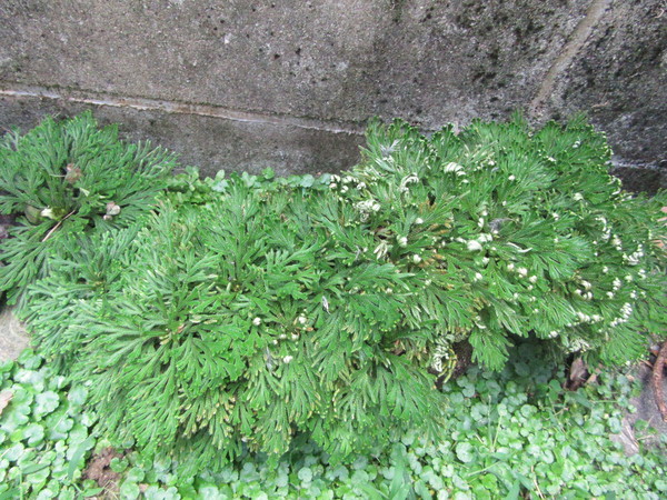 岩松 別名イワヒバ 16 8 23 徳ちゃん便り 岩松 別名イワヒバ 16 8 23 徳ちゃん便り