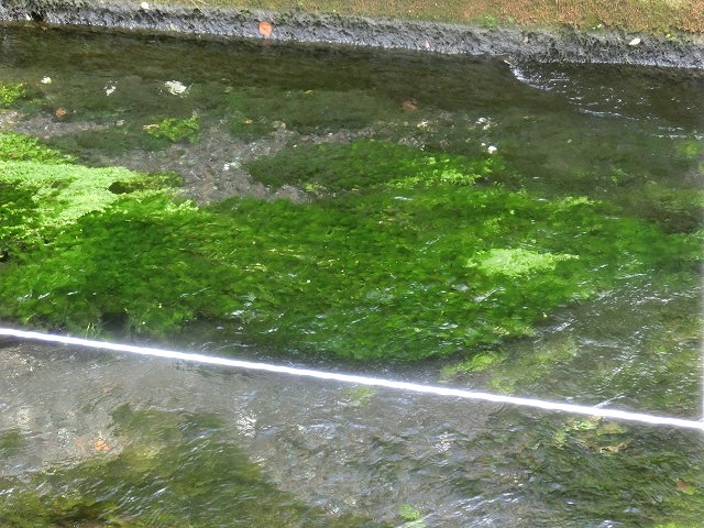 田宿川の井出緑地がサッパリしました！_f0141310_7122850.jpg