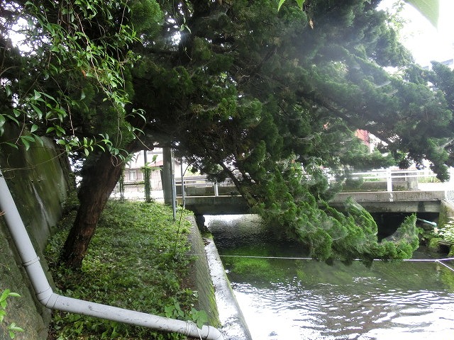 田宿川の井出緑地がサッパリしました!_f0141310_78711.jpg