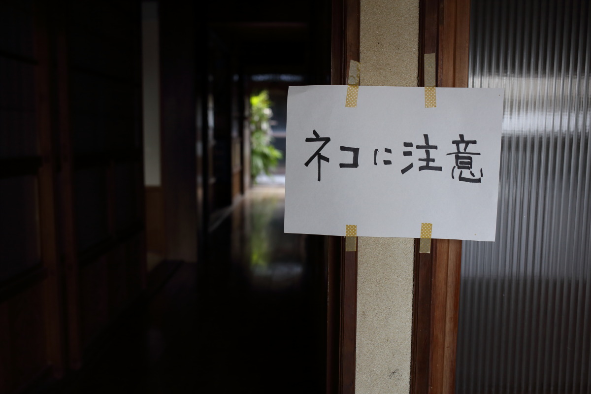 小松島市 故地で出会ったナイスなネコ_b0061717_23321265.jpg