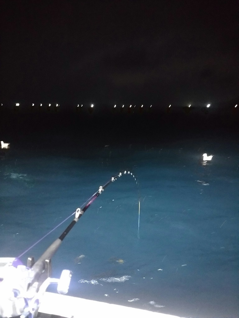 白イカ 舞鶴沖 渋かった 釣りおやじ 白イカ 舞鶴沖 渋かった 釣りおやじ