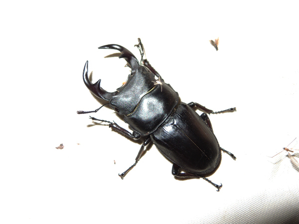 c0346119_22181867.jpg
