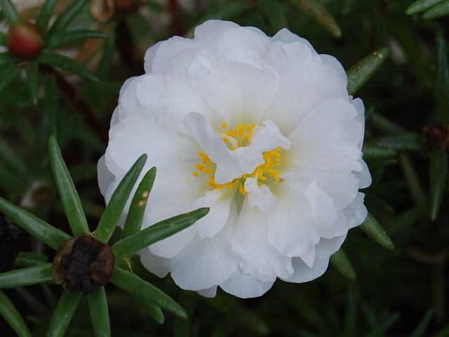 松葉牡丹 マツバボタン 花の仲間調べ