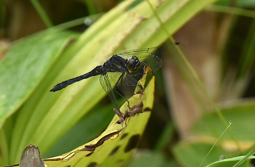 ムツアカネ初見初撮り、ほか（2016年8月22日） _d0303129_1653370.jpg