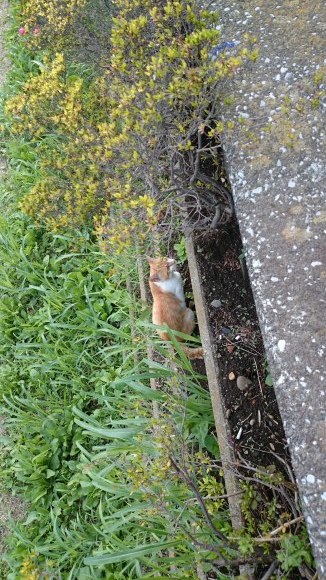 僕の友達にはしっぽがある～201506 スキマモフモフ_f0249630_18541546.jpg