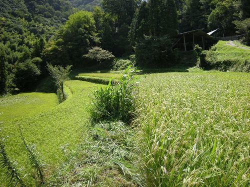 ニッポン持続的農業&放牧紀行~山口・ふるさと牧場の林間放牧_b0206037_08313868.jpg