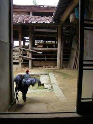 ニッポン持続的農業&放牧紀行~山口・ふるさと牧場の林間放牧_b0206037_08315602.jpg
