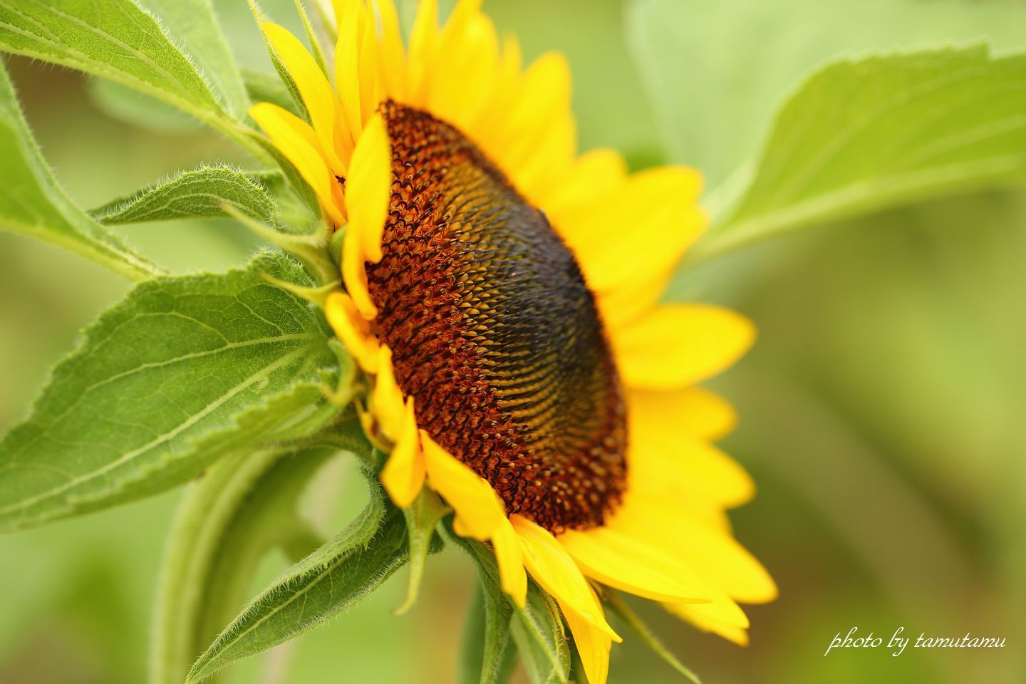 夏の花百景　vol.18_e0351179_14230956.jpg