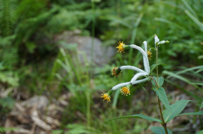 三方岩岳トレッキング　（8月11日　植物編）_d0047885_16223136.jpg