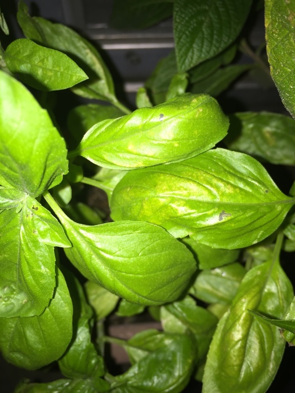 a0357894_21204021.jpeg