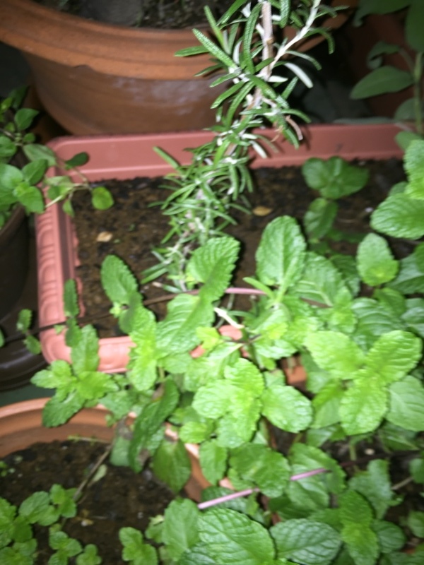 a0357894_21212695.jpeg