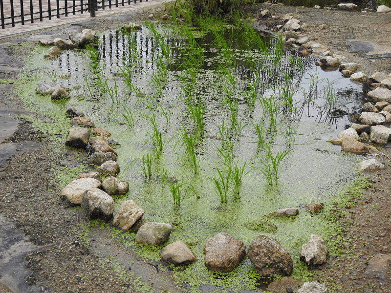 みのり・金水引･下野・アンゲロニア　エンジェルス_d0261298_01144257.jpg