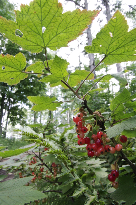 野生のスグリ 野山を読む 野山を食す