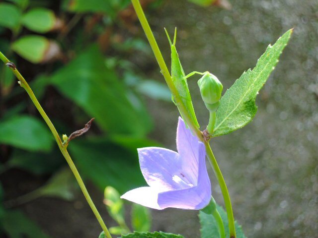 庭のお花と昆虫達_c0217202_08210144.jpg