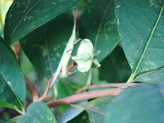 庭のお花と昆虫達_c0217202_08223555.jpg