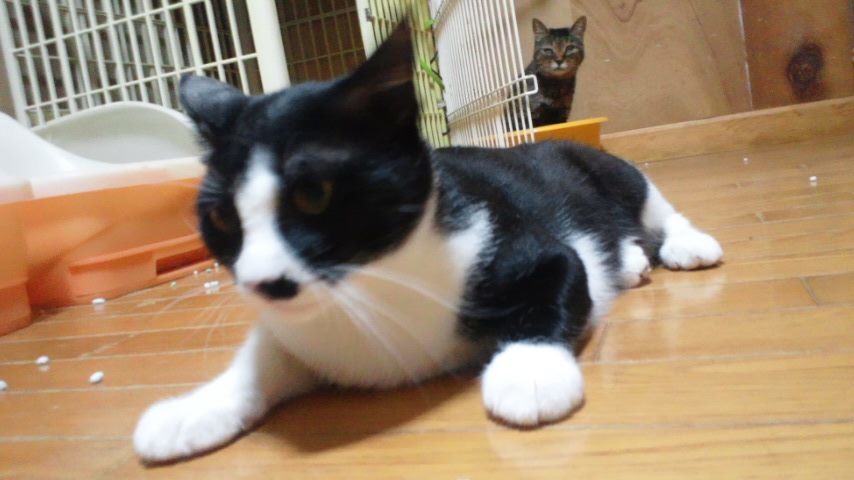 猫の里親会に参加します_f0242002_21020656.jpg