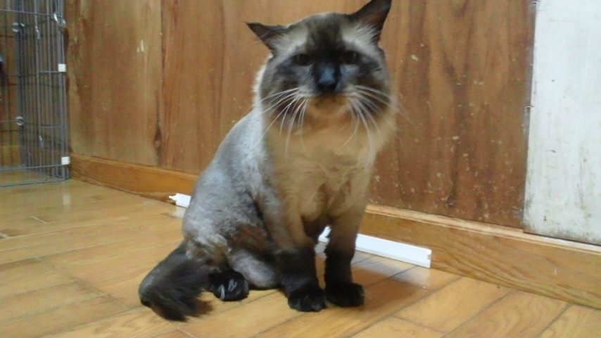 猫の里親会に参加します_f0242002_21033284.jpg