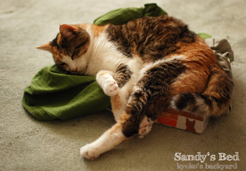 新しいベッドを自慢するSandy_b0253205_05411650.jpg