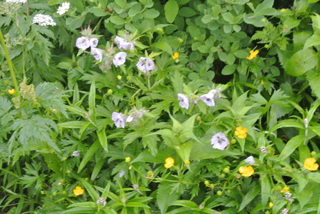 c0242406_17183755.jpg