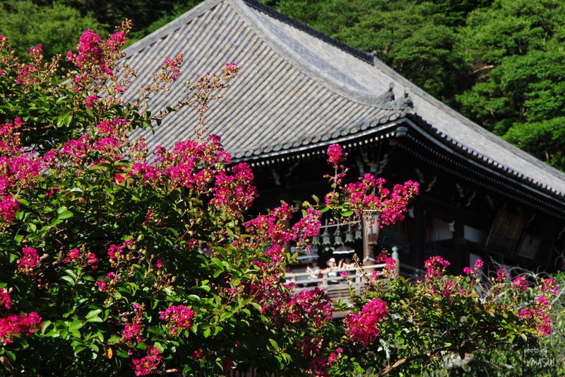 東大寺　二月堂と百日紅_d0342307_23462763.jpg