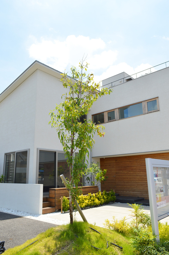 アーモンドの実を収穫しました 住空間設計labo ラボ