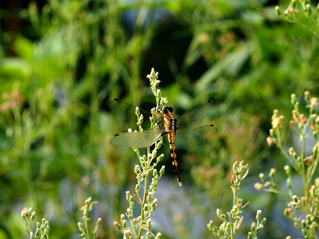 d0048812_13235429.jpg