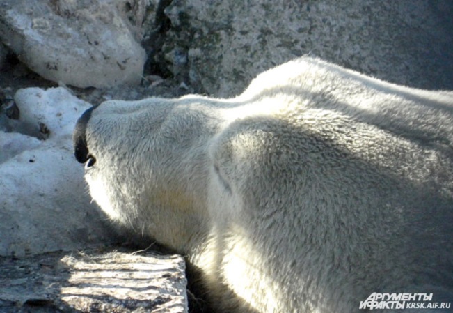 ロシア・クラスノヤルスク動物園へのセードフ司令官の帰還が2019年に延期となる ~ その意味するもの_a0151913_23191595.jpg