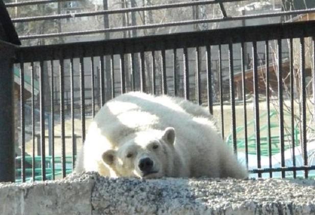 ロシア・クラスノヤルスク動物園へのセードフ司令官の帰還が2019年に延期となる ~ その意味するもの_a0151913_23495662.jpg