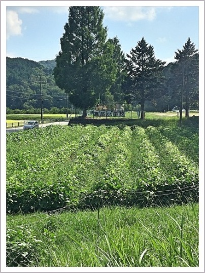 篠山 旧雲部小学校をカフェに、里山工房くもべ カフェ_d0017632_14514597.jpeg