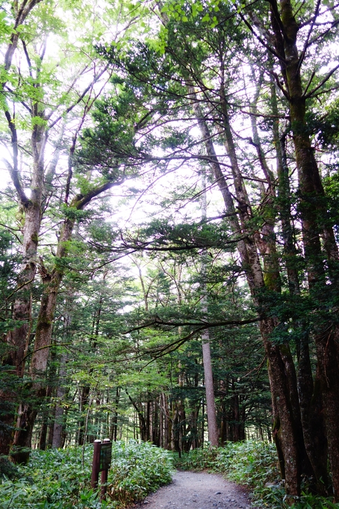 長野県に癒やされよう その3～上高地 大正池 焼岳_a0287336_2142436.jpg