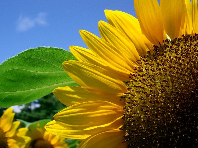 向日葵 ヒマワリ 今日の花