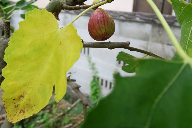 a0242438_1953767.jpg