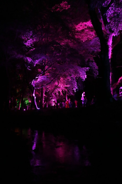 下鴨神社 糺の森の光の祭_f0021869_22224958.jpg