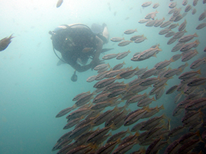 魚影はやっぱり_f0144385_20550518.jpg