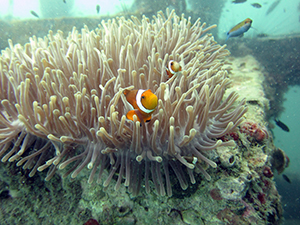 魚影はやっぱり_f0144385_20550632.jpg