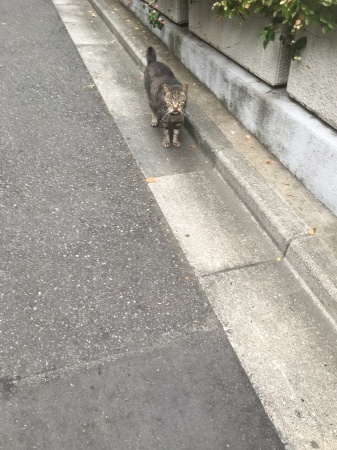 野良猫_b0199487_18171999.jpeg