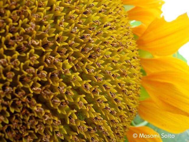 ヒマワリ 向日葵 草花と自然blog