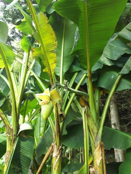 「バナナの花観察日記 2」_a0213491_12034018.jpg