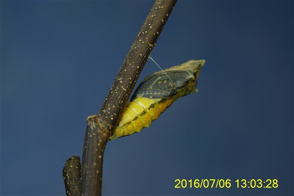 キアゲハの羽化 おらんくの自然満喫