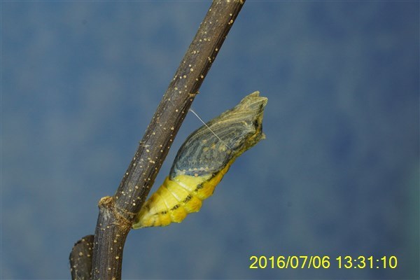 キアゲハの羽化 おらんくの自然満喫