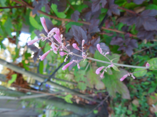f0297809_2375563.jpg