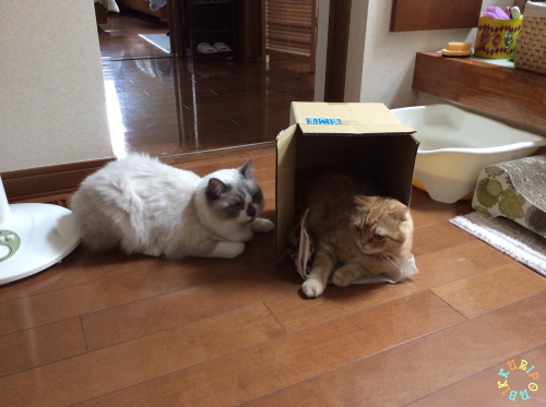 入りたい猫_d0344913_13454635.jpg
