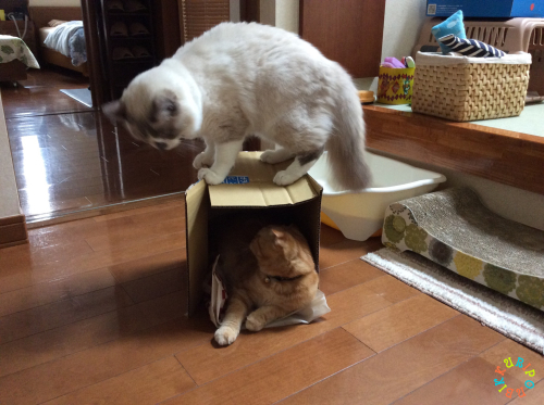 入りたい猫_d0344913_13471327.jpg