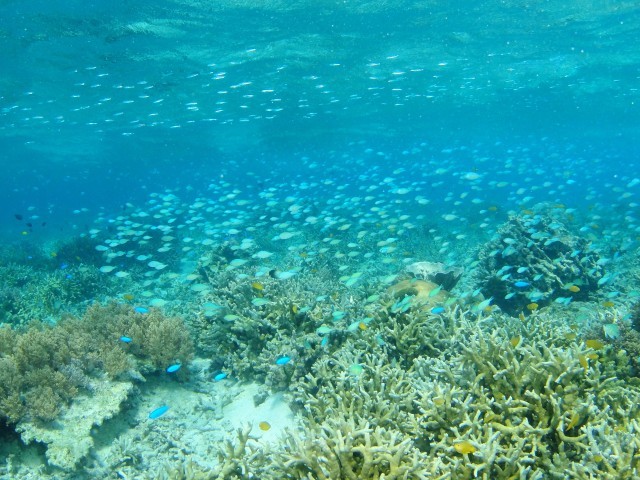 青い海・・そしてピンク_c0211615_08112477.jpg
